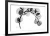 Eucalyptus Gray-Albert Koetsier-Framed Premium Giclee Print