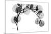 Eucalyptus Gray-Albert Koetsier-Mounted Premium Giclee Print