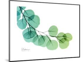 Eucalyptus Green Blue-Albert Koetsier-Mounted Premium Giclee Print