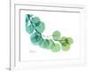 Eucalyptus Green Blue-Albert Koetsier-Framed Premium Giclee Print