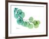 Eucalyptus Green Blue-Albert Koetsier-Framed Premium Giclee Print