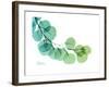 Eucalyptus Green Blue-Albert Koetsier-Framed Premium Giclee Print