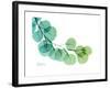 Eucalyptus Green Blue-Albert Koetsier-Framed Premium Giclee Print