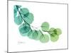 Eucalyptus Green Blue-Albert Koetsier-Mounted Premium Giclee Print