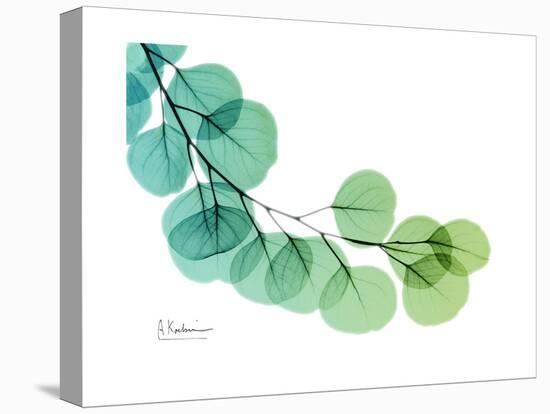 Eucalyptus Green Blue-Albert Koetsier-Stretched Canvas