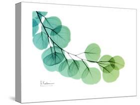 Eucalyptus Green Blue-Albert Koetsier-Stretched Canvas
