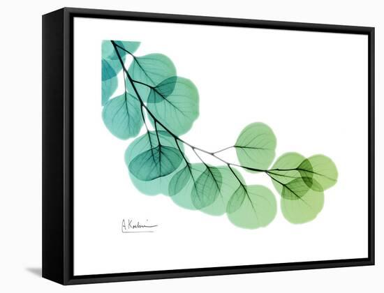 Eucalyptus Green Blue-Albert Koetsier-Framed Stretched Canvas