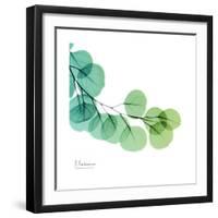 Eucalyptus Green-Albert Koetsier-Framed Art Print