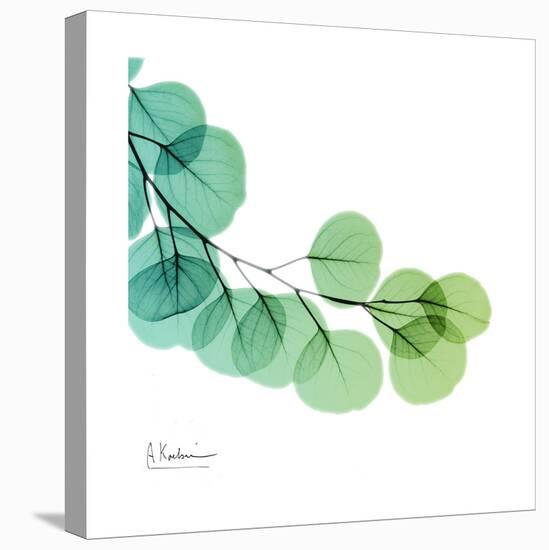 Eucalyptus Green-Albert Koetsier-Stretched Canvas