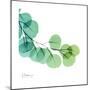 Eucalyptus Green-Albert Koetsier-Mounted Premium Giclee Print