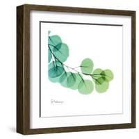 Eucalyptus Green-Albert Koetsier-Framed Art Print