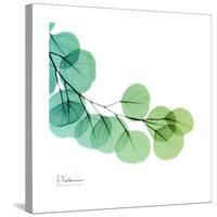 Eucalyptus Green-Albert Koetsier-Stretched Canvas