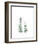 Eucalyptus I-Ann Solo-Framed Art Print
