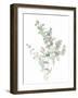 Eucalyptus II White-Danhui Nai-Framed Art Print