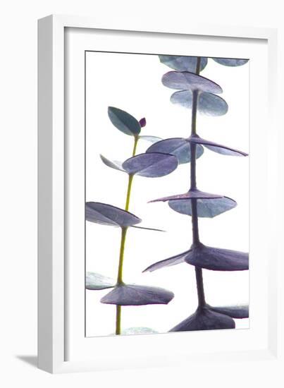 Eucalyptus II-Monika Burkhart-Framed Photographic Print