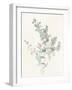 Eucalyptus II-Danhui Nai-Framed Art Print