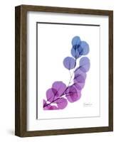 Eucalyptus in Purp-Albert Koetsier-Framed Premium Giclee Print