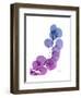 Eucalyptus in Purp-Albert Koetsier-Framed Premium Giclee Print