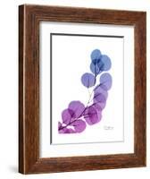 Eucalyptus in Purp-Albert Koetsier-Framed Premium Giclee Print