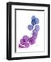 Eucalyptus in Purp-Albert Koetsier-Framed Premium Giclee Print