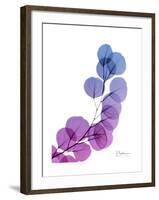 Eucalyptus in Purp-Albert Koetsier-Framed Premium Giclee Print