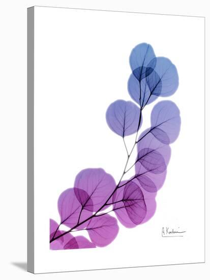 Eucalyptus in Purp-Albert Koetsier-Stretched Canvas