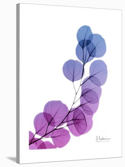 Eucalyptus in Purp-Albert Koetsier-Stretched Canvas