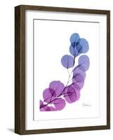 Eucalyptus in Purp-Albert Koetsier-Framed Premium Giclee Print