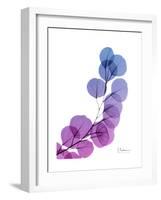 Eucalyptus in Purp-Albert Koetsier-Framed Premium Giclee Print