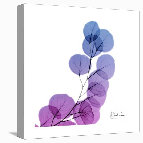 Eucalyptus in Purp-Albert Koetsier-Stretched Canvas