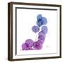 Eucalyptus in Purp-Albert Koetsier-Framed Art Print