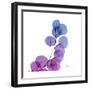 Eucalyptus in Purp-Albert Koetsier-Framed Art Print