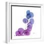 Eucalyptus in Purp-Albert Koetsier-Framed Art Print