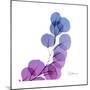 Eucalyptus in Purp-Albert Koetsier-Mounted Art Print