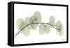 Eucalyptus L196-Albert Koetsier-Framed Stretched Canvas