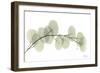 Eucalyptus L196-Albert Koetsier-Framed Art Print