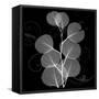 Eucalyptus Leaf Xray-Albert Koetsier-Framed Stretched Canvas