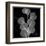 Eucalyptus Leaf Xray-Albert Koetsier-Framed Art Print