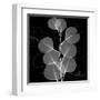 Eucalyptus Leaf Xray-Albert Koetsier-Framed Art Print