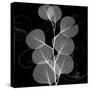 Eucalyptus Leaf Xray-Albert Koetsier-Stretched Canvas