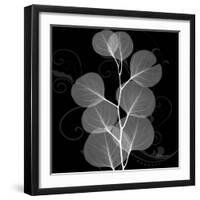 Eucalyptus Leaf Xray-Albert Koetsier-Framed Art Print