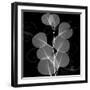 Eucalyptus Leaf Xray-Albert Koetsier-Framed Art Print