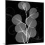 Eucalyptus Leaf Xray-Albert Koetsier-Mounted Art Print