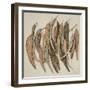 Eucalyptus Leaves, 2004-Jenny Barron-Framed Giclee Print