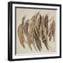 Eucalyptus Leaves, 2004-Jenny Barron-Framed Giclee Print