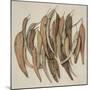 Eucalyptus Leaves, 2004-Jenny Barron-Mounted Giclee Print