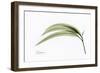 Eucalyptus Leaves, X-ray-Koetsier Albert-Framed Photographic Print