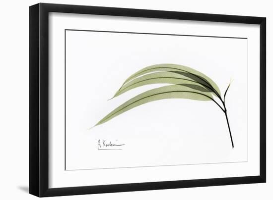 Eucalyptus Leaves, X-ray-Koetsier Albert-Framed Photographic Print