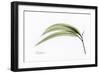 Eucalyptus Leaves, X-ray-Koetsier Albert-Framed Photographic Print