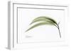 Eucalyptus Leaves, X-ray-Koetsier Albert-Framed Photographic Print